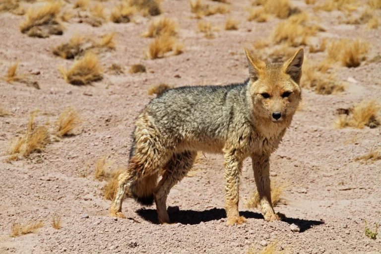 quanto custa viajar para o Deserto do Atacama