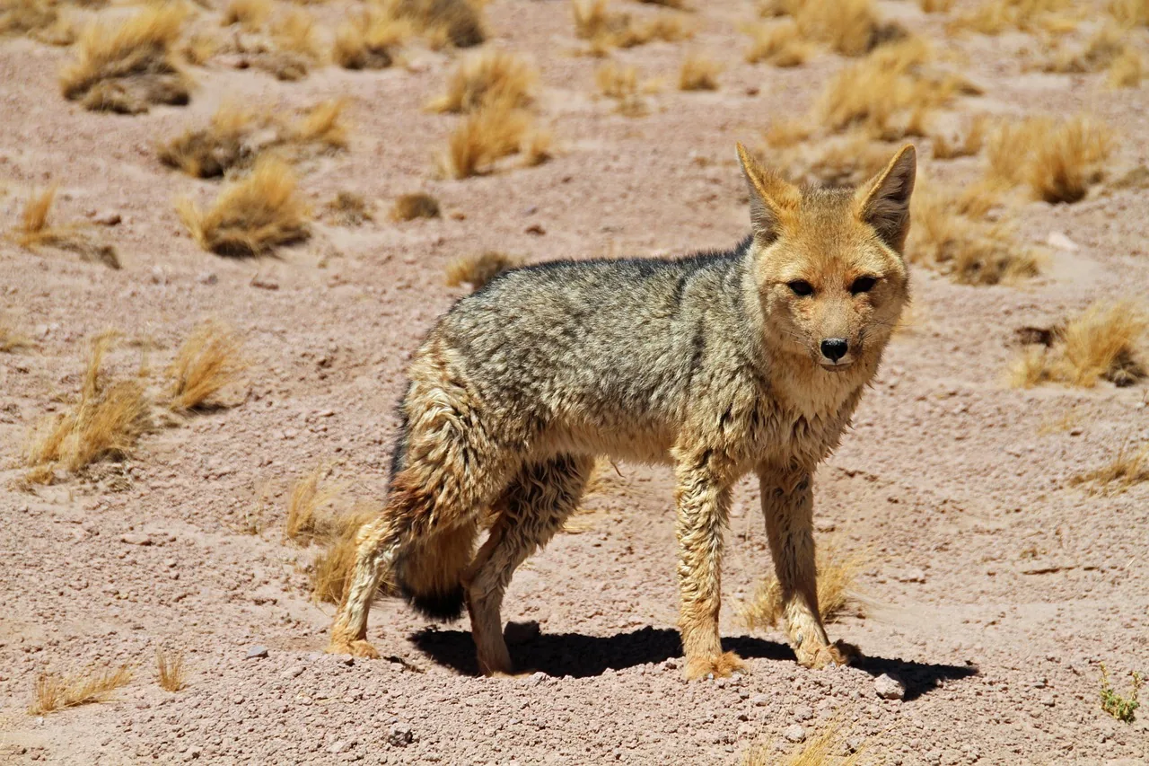 Quanto custa viajar para o Deserto do Atacama: guia completo para brasileiros