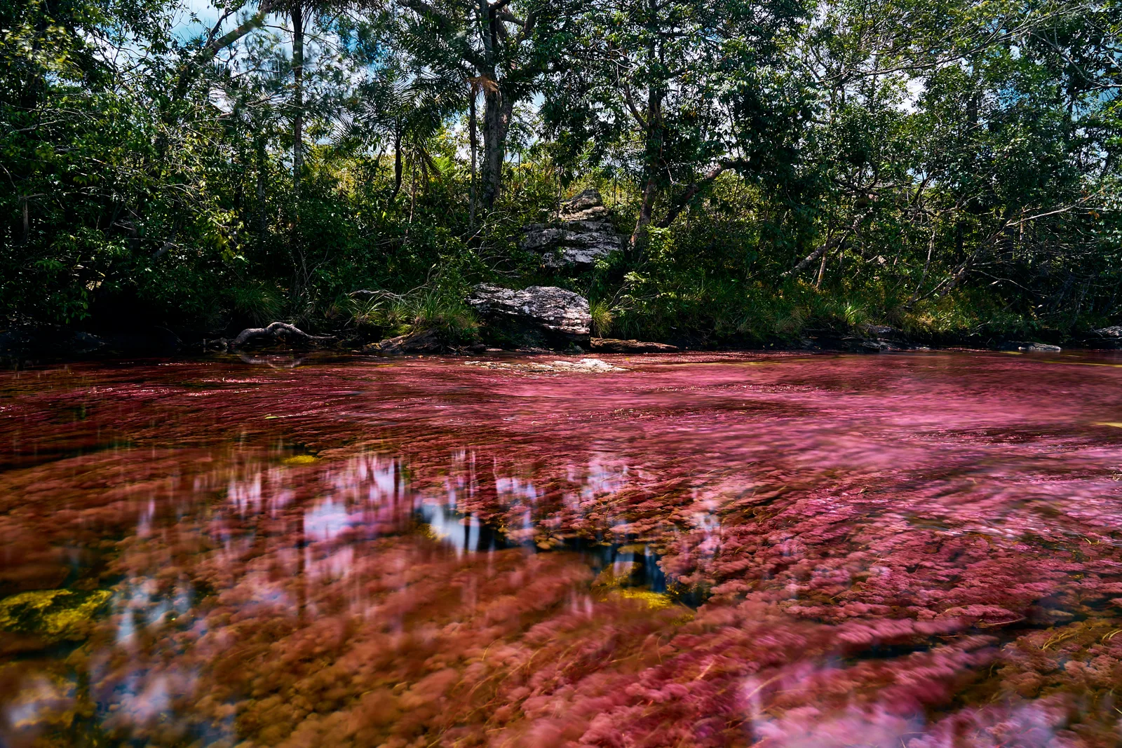 Trecho de Caño Cristales com Macarenia e rochas do Escudo Guianês, Parque Sierra de La Macarena