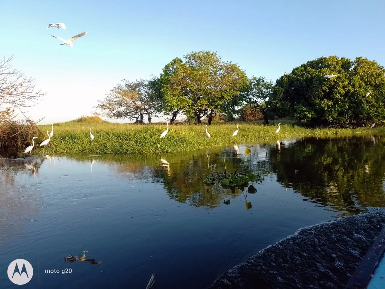 Ciénaga de Pijiño perto de Mompox, com garças brancas na vegetação alagada e água calma refletindo as árvores