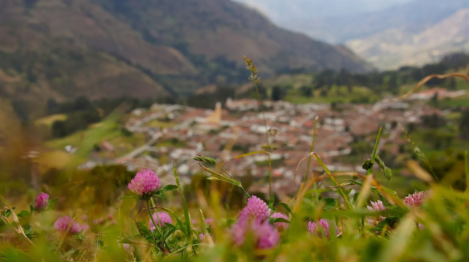 Vista da cidade de El Cocuy, em Boyacá, base para o registro no Parque El Cocuy, com flores em primeiro plano e montanhas ao fundo