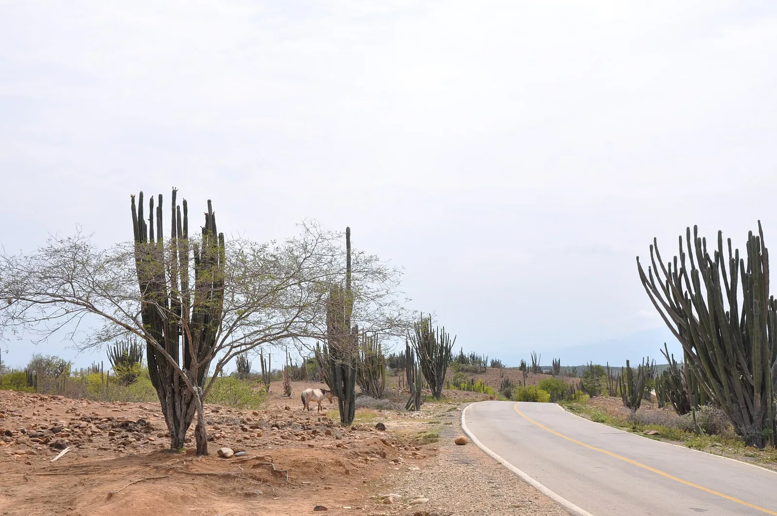 Estrada asfaltada atravessando o deserto da Tatacoa perto de Villavieja, com cactos altos dos dois lados