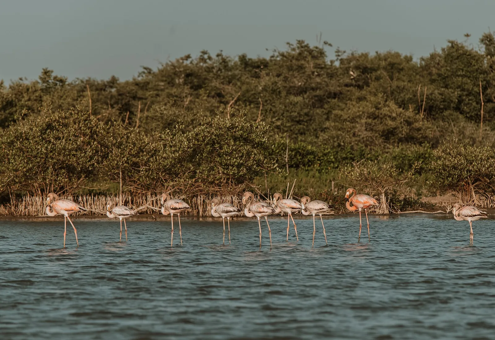 Flamingos rosados numa lagoa do Santuario Los Flamencos, em Camarones, perto de Riohacha