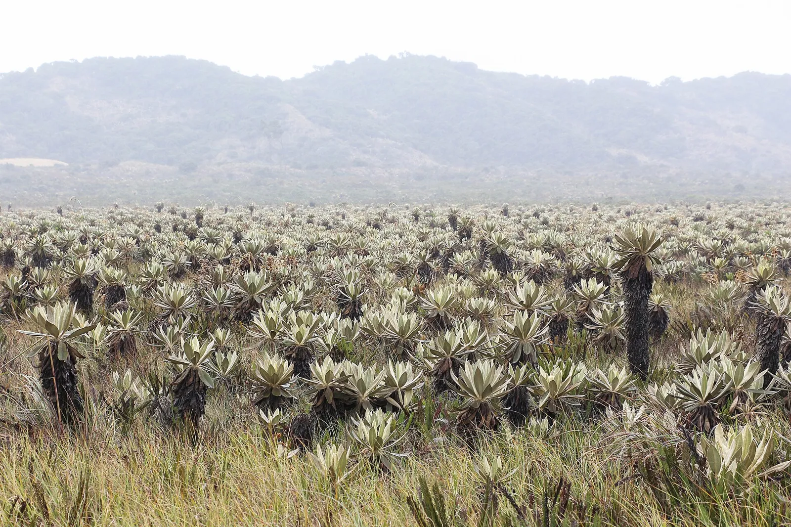 Campo de frailejones no páramo do Parque Nacional Natural Puracé, perto de Popayán, com montanhas ao fundo
