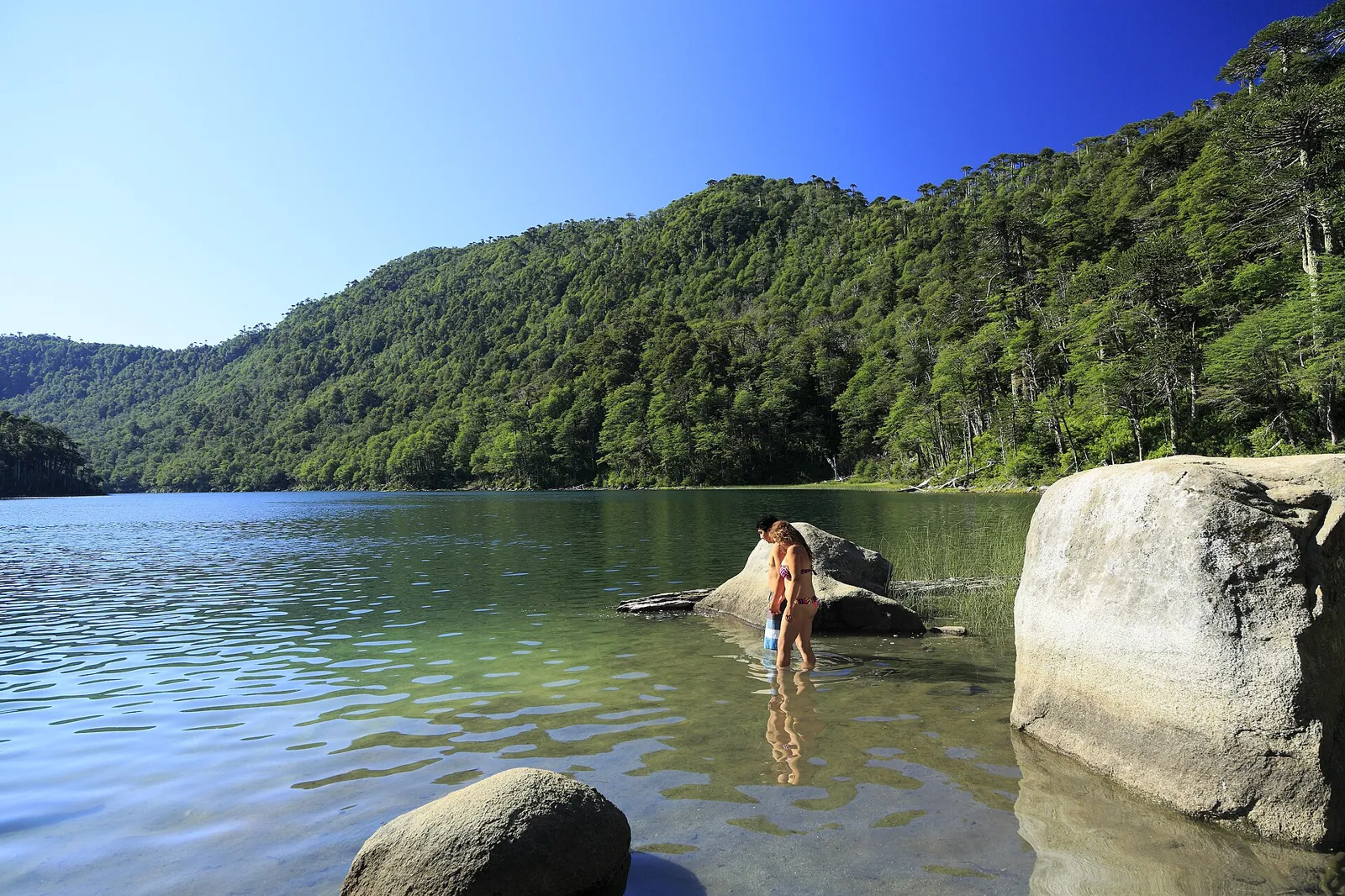 Lago Verde na trilha Los Lagos do Parque Nacional Huerquehue, perto de Pucón, cercado de floresta