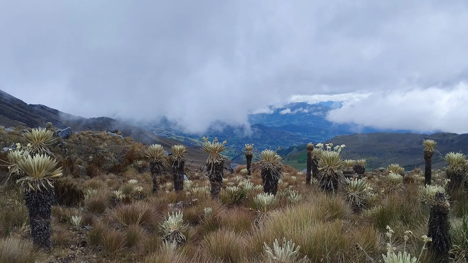 Frailejones no páramo da trilha do Ritacuba Blanco, no Parque El Cocuy, com nuvens sobre as montanhas