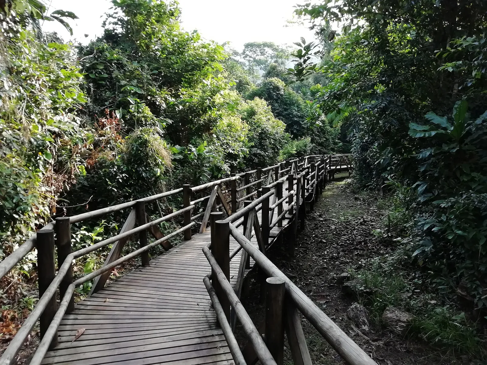 Passarela de madeira atravessando o manguezal e a selva do Parque Nacional Natural Utría, no Chocó