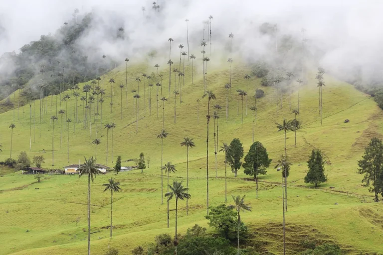 Palmeiras-de-cera no Valle de Cocora, perto de Salento, no Eixo Cafeteiro da Colômbia